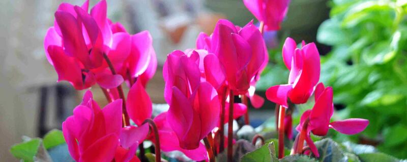 仙客來(lái)怎么育苗