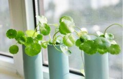 銅錢草怎么扦插，銅錢草的繁殖方法和注意事項