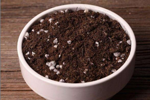 燕子掌多久開花，正常情況下養(yǎng)殖2-3年才能開花