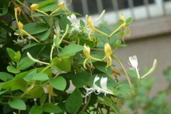 金銀花的種植方法，種子需進(jìn)行催芽處理