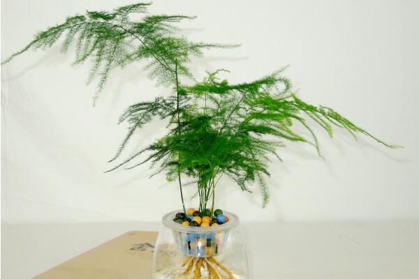 剪下來的文竹能插活嗎，文竹扦插繁殖的秘訣