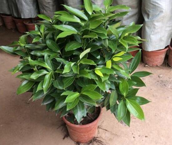 平安樹怎么繁殖，平安樹扦插方法圖解