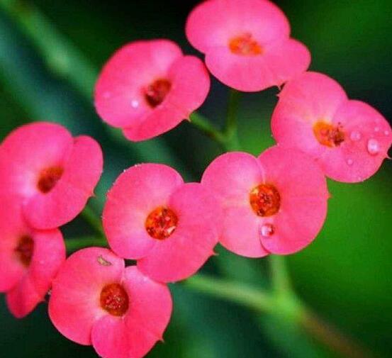 養(yǎng)虎刺梅不吉利嗎，導致全家霉運不斷、影響身體健康