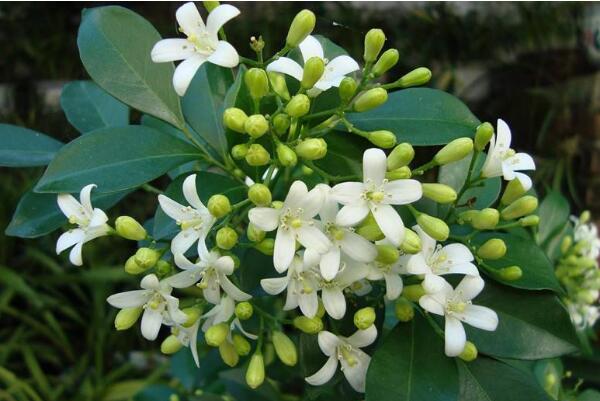 九里香有什么作用，九里香的六大功效介紹