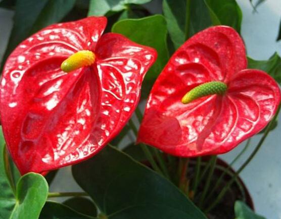 紅掌的作用有哪些，凈化空氣、陶冶情操、五行轉(zhuǎn)化