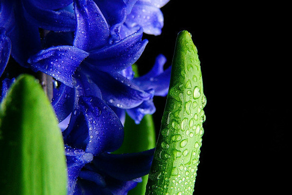 風(fēng)信子有毒嗎對(duì)人有害嗎