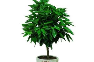 平安樹怎么繁殖，平安樹扦插方法圖解