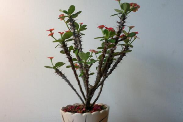 虎刺梅用什么肥料，以磷鉀肥為主少施氮肥