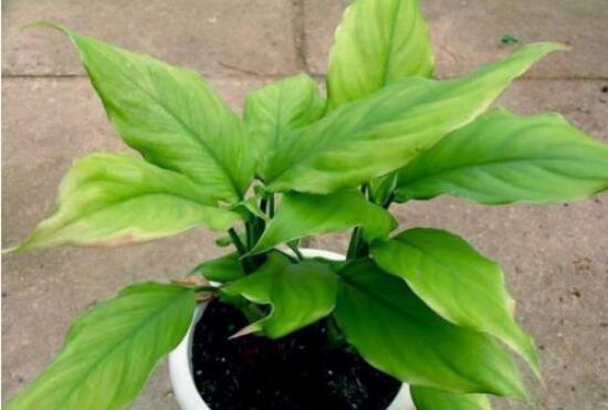 萬年青的作用，凈化空氣、利尿、解毒