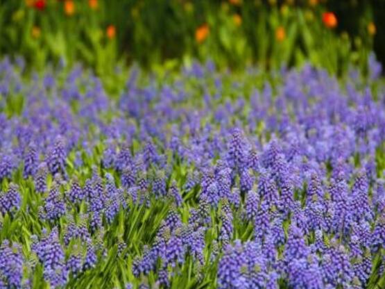 好看的風(fēng)信子圖片欣賞，姿色優(yōu)美，色彩艷麗