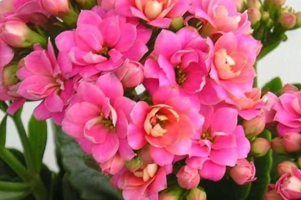 長壽花怎么養(yǎng)家庭養(yǎng)法