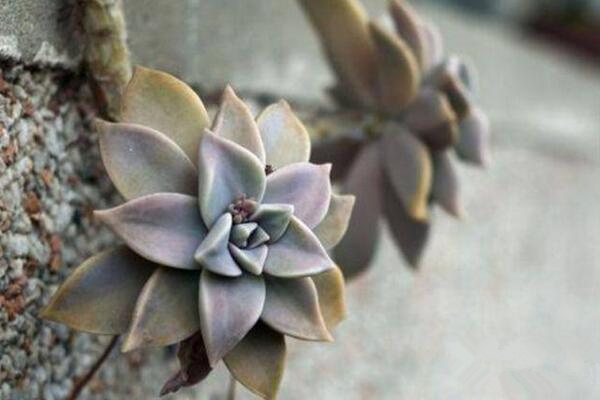 寶石花為什么非常耐旱，因?yàn)樗娜~子能夠蓄水