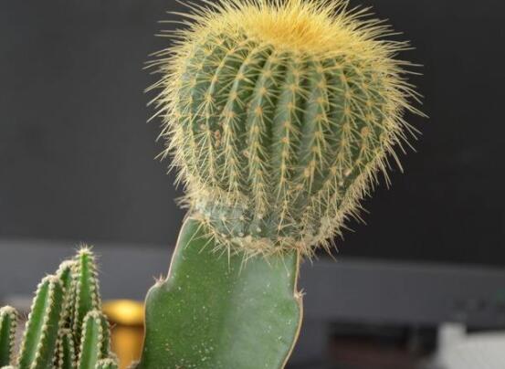 仙人球的寓意，寓意著外表堅強而內(nèi)心柔軟