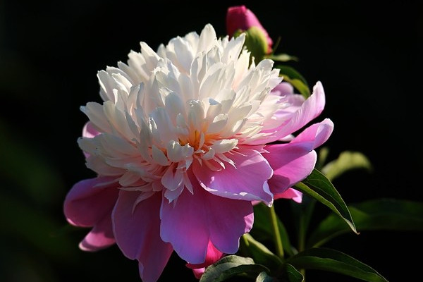 芍藥花盆栽后多久能曬太陽(yáng)