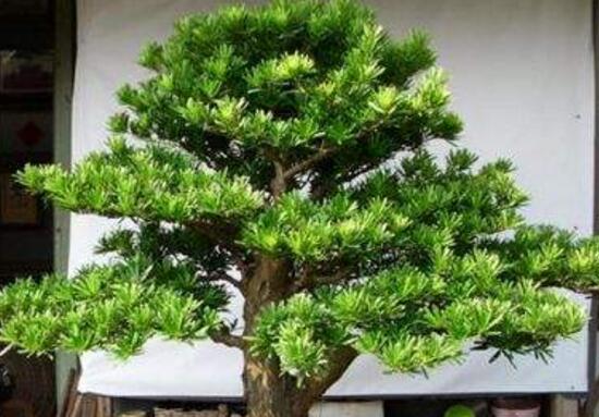 羅漢松的繁殖方法，羅漢松五大繁殖方法