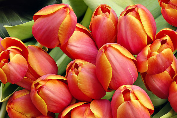 室內(nèi)郁金香的種植方法和時(shí)間