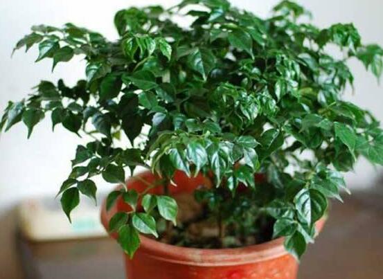 幸福樹種子怎么種，教你六大簡單步驟即可學(xué)會(huì)