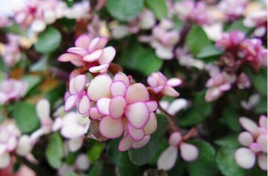 雅樂(lè)之舞怎么養(yǎng)能開花，只需要五個(gè)步驟花開爆盆