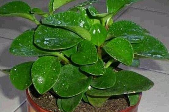 植物碧玉的風水作用，舒緩心靈、增強運勢