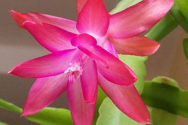 蟹爪蘭的花苞還沒(méi)開(kāi)就蔫了怎么回事