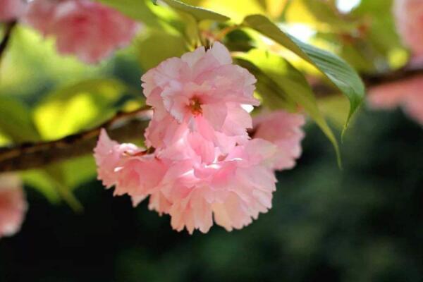 關山櫻和八重櫻的區(qū)別