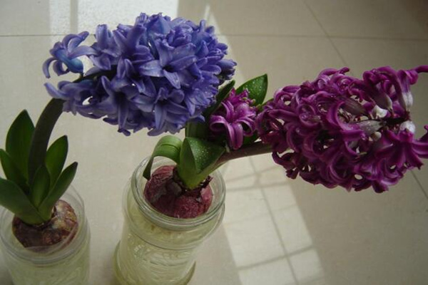 藍(lán)色風(fēng)信子好養(yǎng)嗎，新手必須要掌握的5大要點(diǎn)