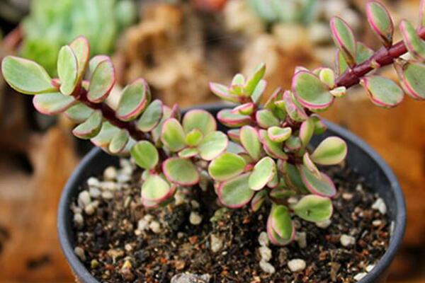 雅樂之舞花語是什么，沉默的愛、熱烈與光明