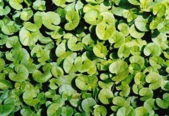 黃銅錢草有哪些常見(jiàn)的品種，欣賞四種最好看品種