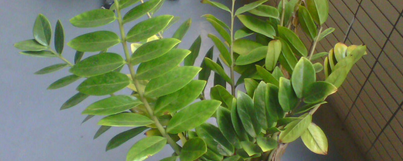 金錢樹葉子發(fā)黃怎么處理怎么補(bǔ)救