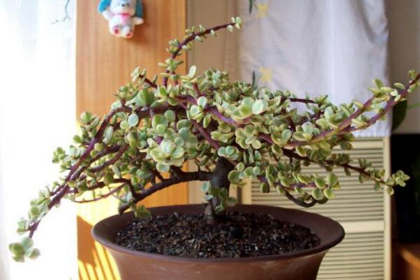 雅樂(lè)之舞高溫如何澆水，保持土壤處于偏干燥的狀態(tài)