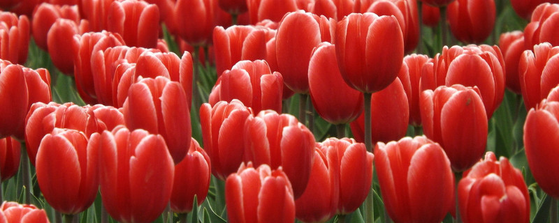 郁金香會(huì)不會(huì)越長(zhǎng)越多