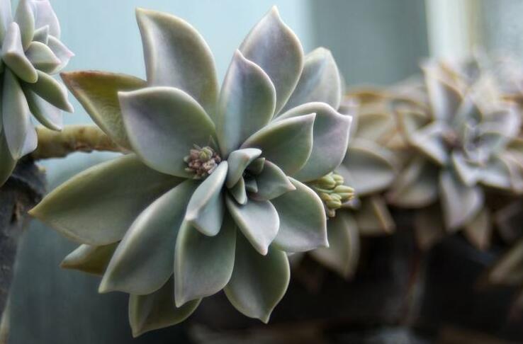 寶石花的繁殖方法，葉插和插穗操作方法