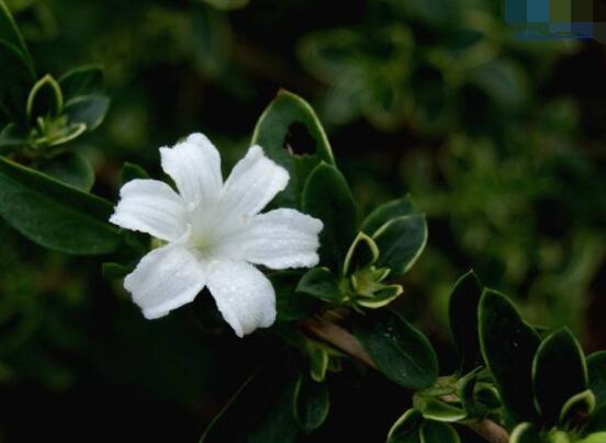 六月雪葉子軟了變黑怎么辦，教你兩種最直觀有效解決方法