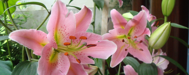 香水百合的養(yǎng)殖方法和注意事項