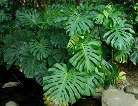 龜背竹黑斑病怎么辦，及時摘除病葉、噴灑藥物/保持通風透氣