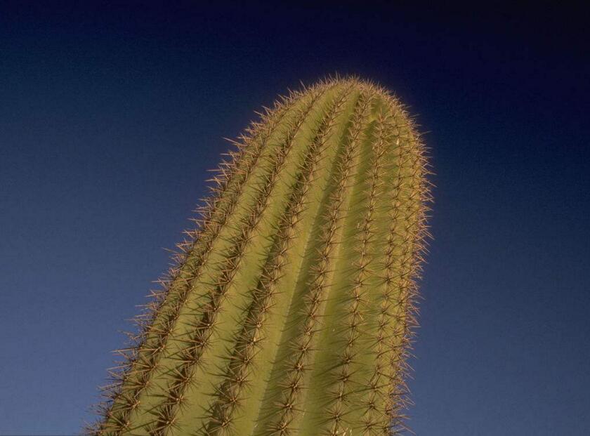 仙人球長小球要修剪嗎，最好把這些小球進(jìn)行移栽