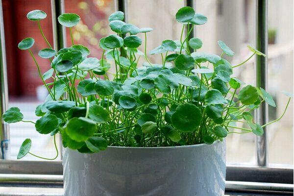 銅錢草與金錢草的區(qū)別，外形神似功效價(jià)值卻大不相同