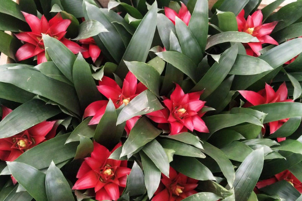 鴻運當(dāng)頭花落了怎么辦