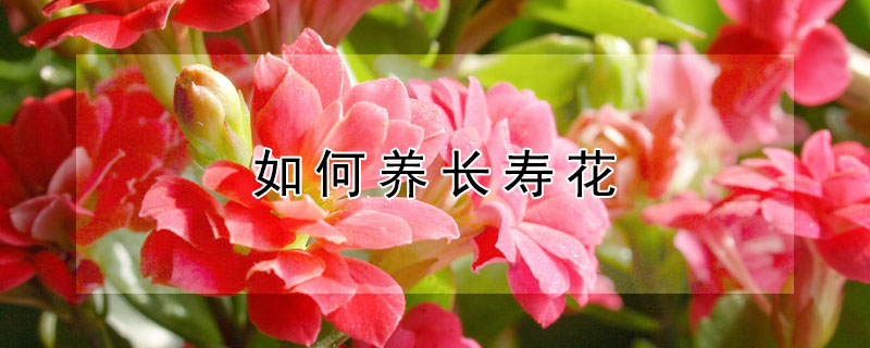 如何養(yǎng)長(zhǎng)壽花