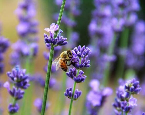 薰衣草的花語(yǔ)是什么，代表著心心相印、愛情的等待