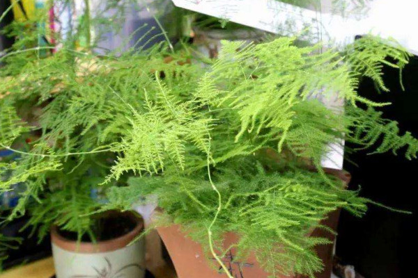 文竹發(fā)黃怎么挽救