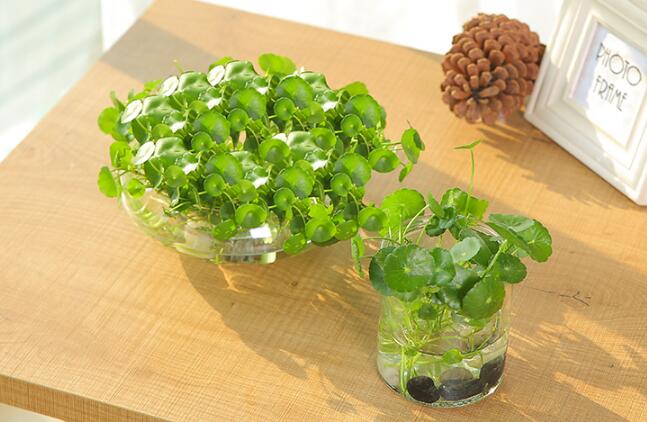 銅錢草怎么剪枝水培，剪成一根勤換水