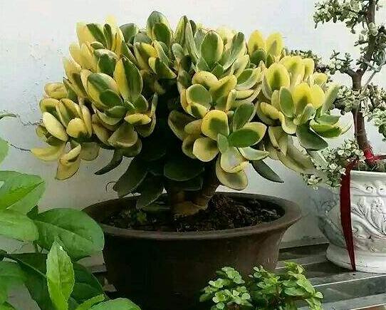 玉樹葉子有沒有毒，葉子沒毒汁液是有毒的