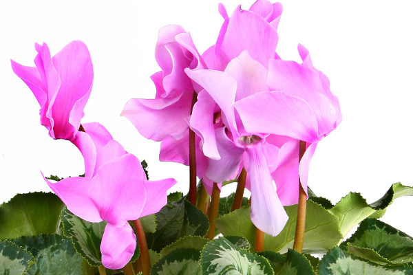 仙客來(lái)有小白蟲怎么回事