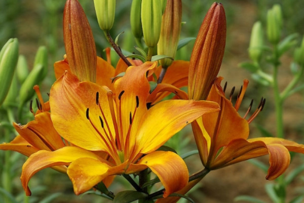 百合盆栽養(yǎng)殖注意事項