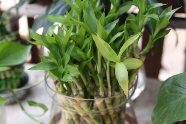 水培富貴竹怎么養(yǎng)才能旺盛，選用干凈清潔的水質(zhì)栽培