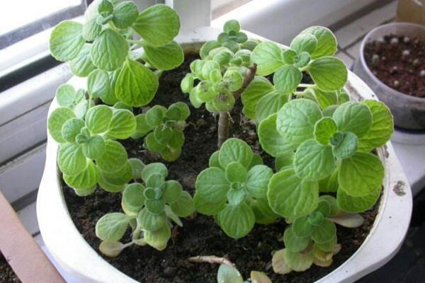 碰碰香葉子發(fā)黃脫落，導(dǎo)致葉子發(fā)黃的4種原因