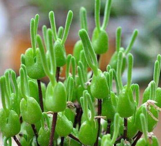 碧光環(huán)秋天怎么養(yǎng)，教你五點(diǎn)重要方法生長(zhǎng)碧綠