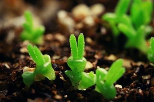 碧光環(huán)種子的種植方法，可以通過以下4步來進(jìn)行