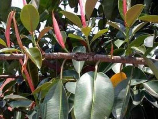 橡皮樹葉子下垂怎么辦，四種原因以及解決辦法